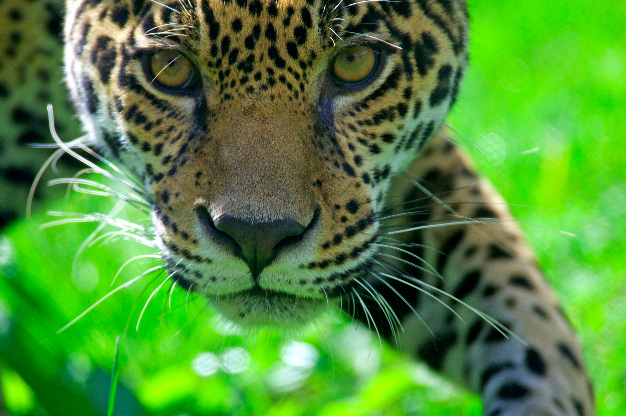 los-peligros-que-enfrenta-la-sierra-nevada-de-santa-marta