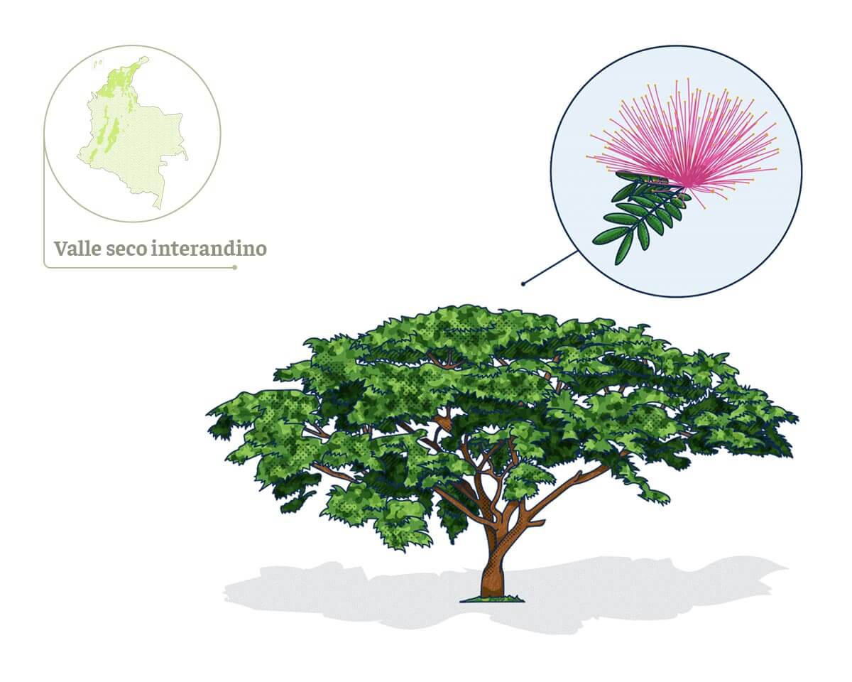 Árbol cenízaro