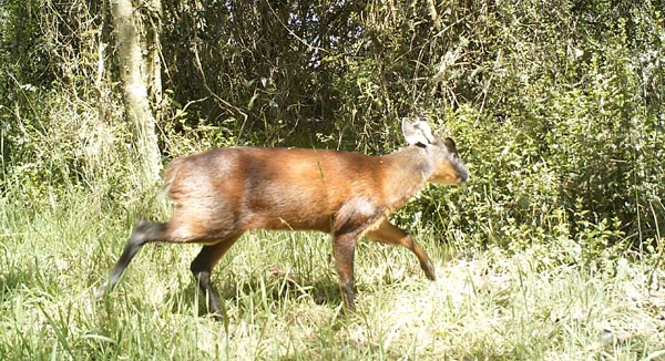 Venado soche