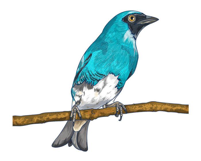 Azulejo golondrina