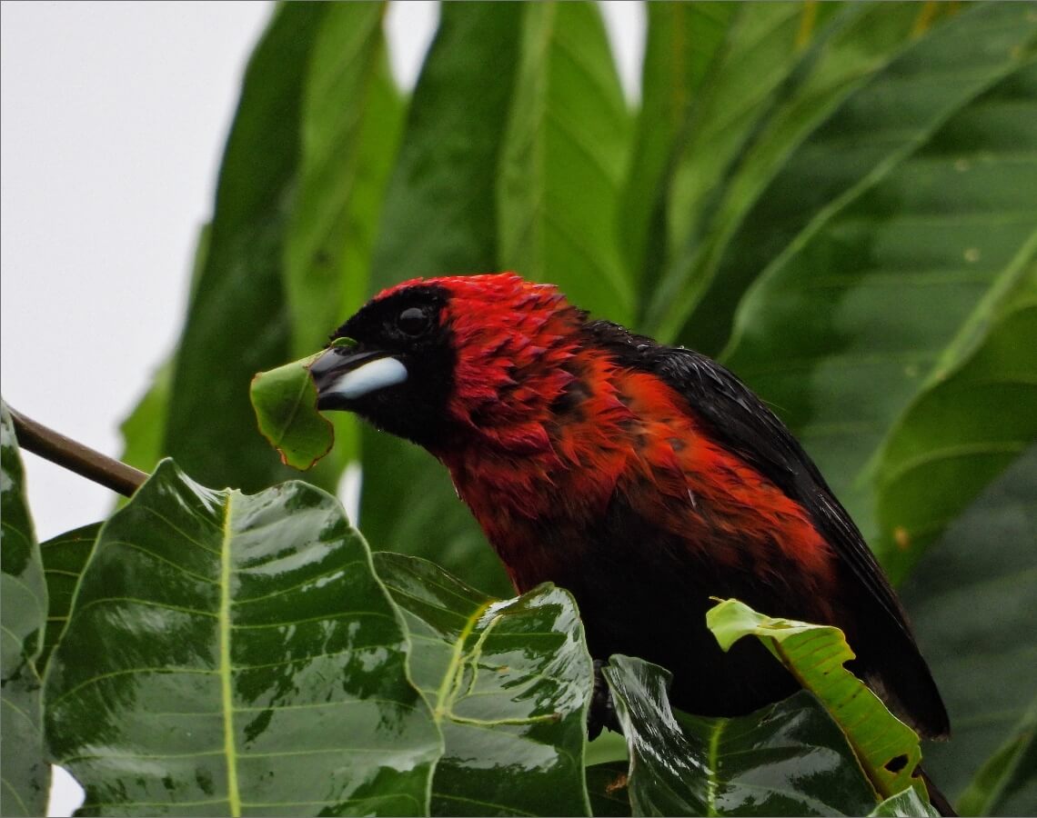 pajaro-rojo