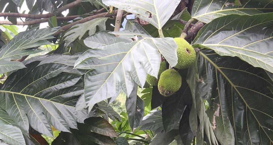 Árbol del pan, frutos típicos de la región. Fotografía: Klarem Valoyes Gutiérrez