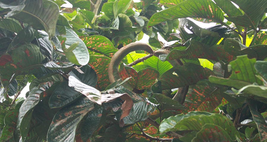 Guamas, fruto típico de la región. Fotografía: Klarem Valoyes Gutiérrez