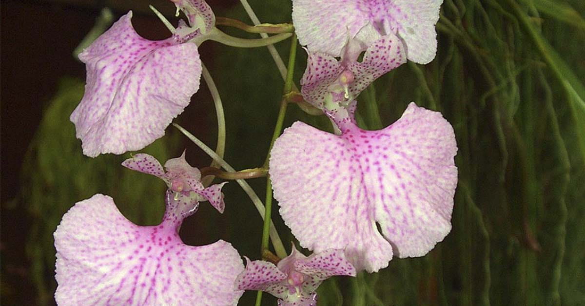Cundinamarca tiene 87 especies de orquídeas