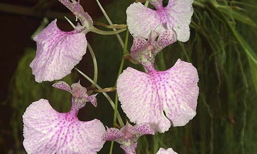 apertura-orquideas