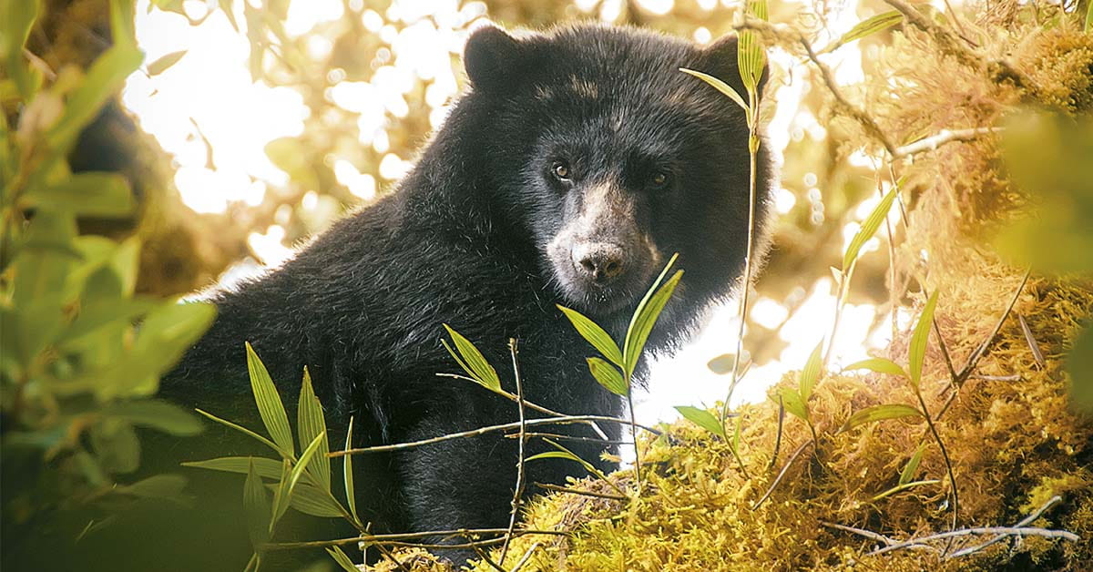 El oso andino está en Cundinamarca