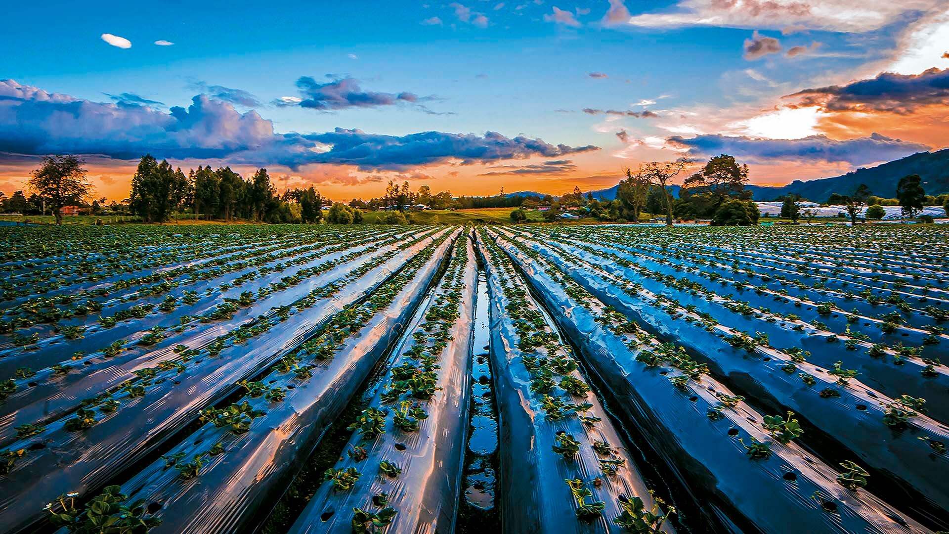 apertura-seccion-agricultura"