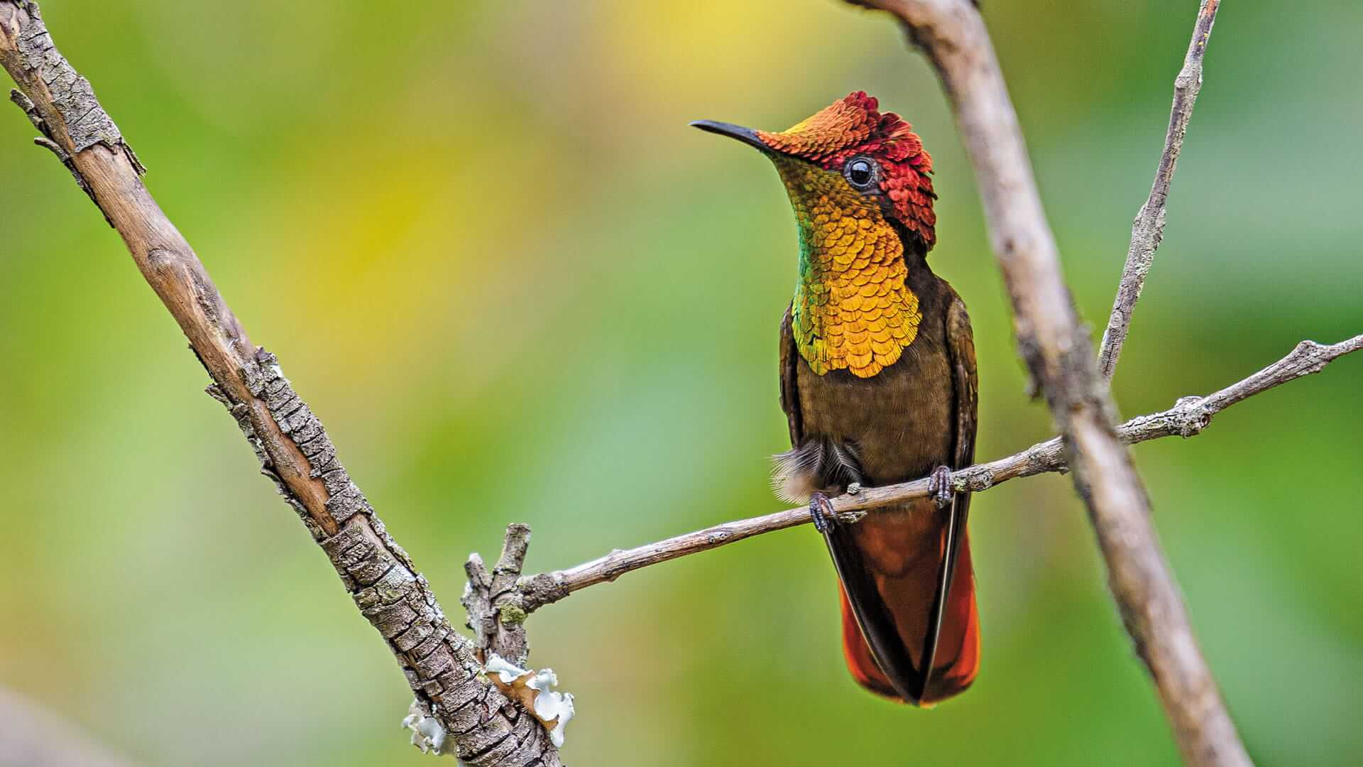 Colibrí rubí