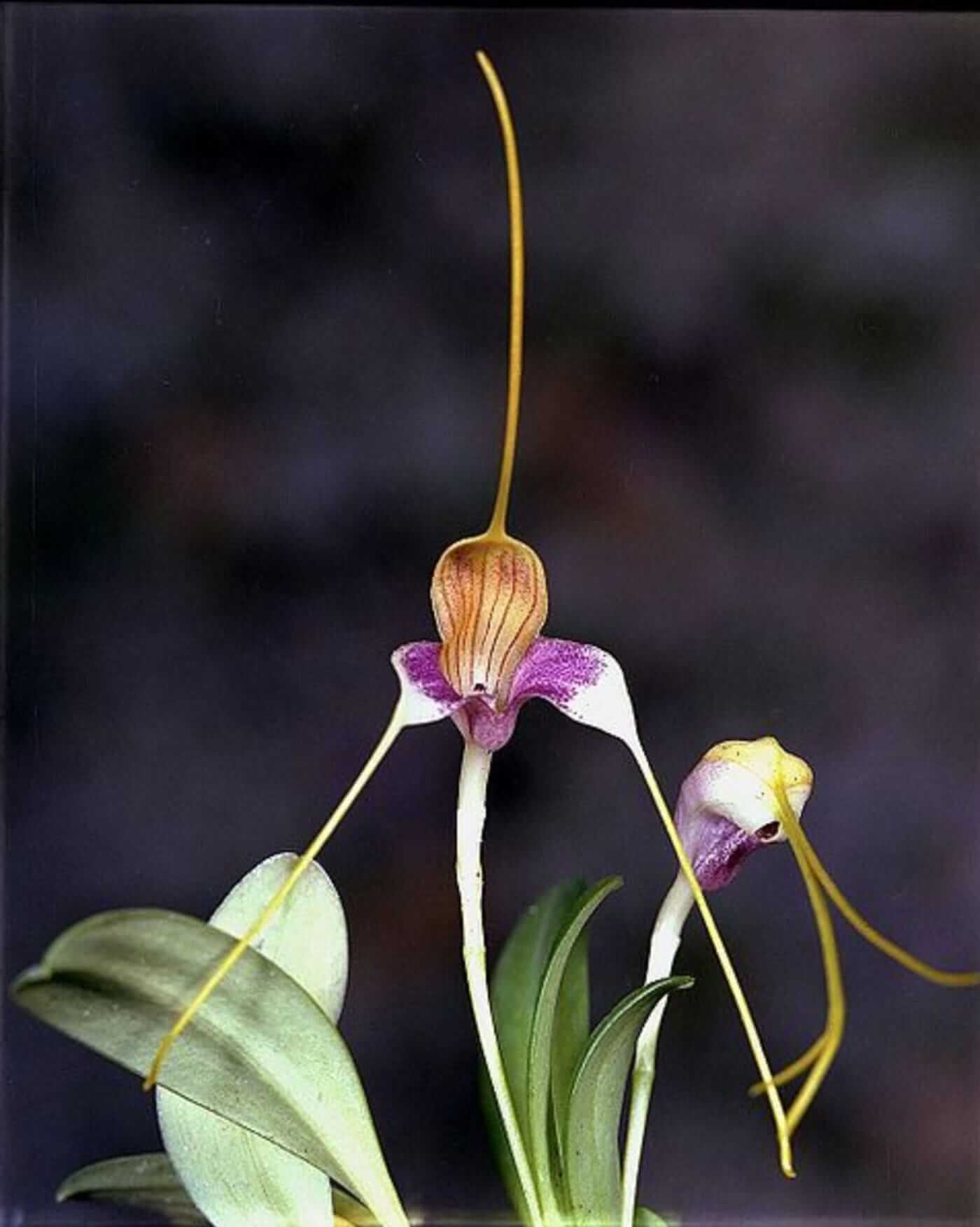 orquideas2